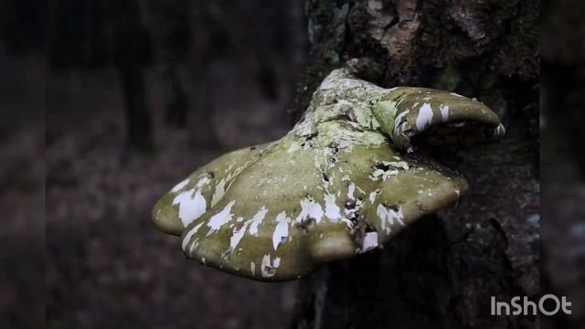 Bilder mit der Canon EOS 1100d смотреть онлайн