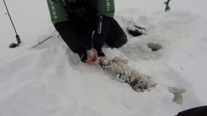 ПОБЕЖАЛ ЗА БАГРОМ, ЛОВЛЯ СУДАКА НА БАЛАНСИРЫ RAPALA | ЗИМНЯЯ РЫБАЛКА 2021-22 fishing