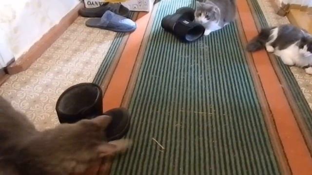 Кошачьи игры. Коты ругаются и играют одновременно.