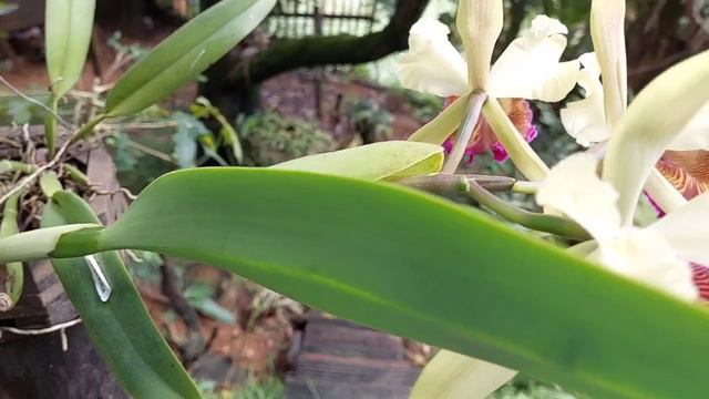 Dowiana Áurea, como cuidar. смотреть онлайн