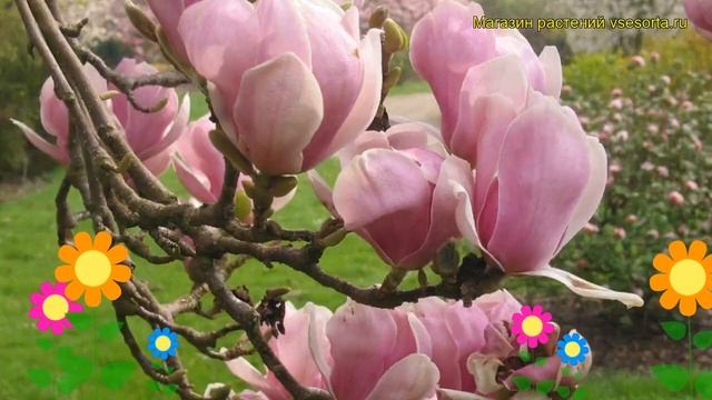 Магнолия суланжа Александро. Краткий обзор, описание характеристик magnolia x soulangeana Alexandri смотреть онлайн