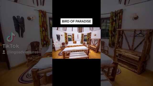 BIRD OF PARADISE - KAKAMEGA #tourism #travel #hospitality #kenya #trending #hotel #kakamega