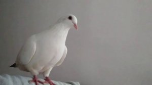 Домашний голубь Федя.