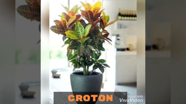 2ième partie,Fleur de l'intérieur смотреть онлайн