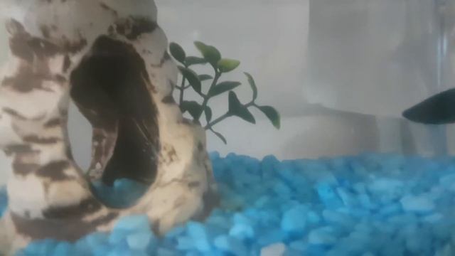 Как ухаживать за рыбой петушком смотреть онлайн