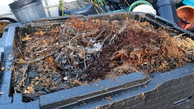 Emptying Hotbin Composter | Is it ready? | Win or Lose | Green Side Up смотреть онлайн