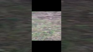 Тихая охота