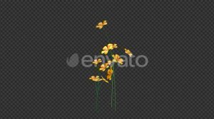 Yellow Petunia | Motion Graphics - Envato elements