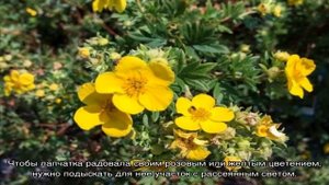 Почему не цветет лапчатка — чем подкормить