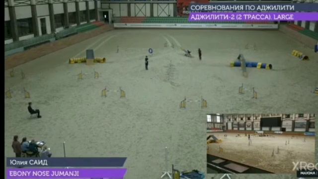 Аджилити, бордер колли Эбони Ноус Джуманджи