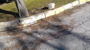 Рожковое дерево?.Пекмез из плодов рожкового дерева. Keçi Boynuzu Unu?. Кэроб