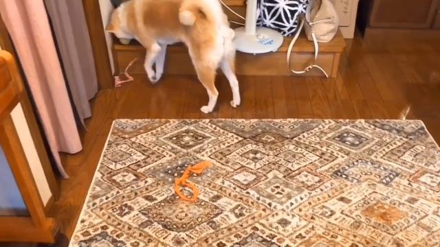 お昼寝したい人と遊びたい犬【Akita-inu】Dog who want to play, people who want to sleep смотреть онлайн