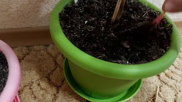 Рыхление почвы в цветочных горшках