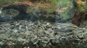 Теодоксусы отнерестились! Обзор лучшего помошника аквариумиста