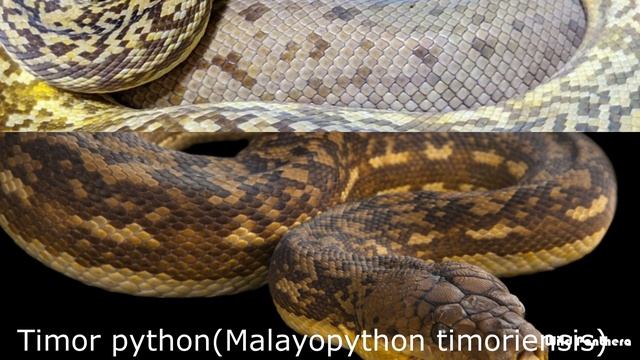 Python Species - All Python Species Of The World