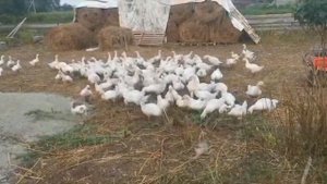 Вес гусей в 2 месяца. Особенности выращивания гусей в деревне. "Мое Подворье"