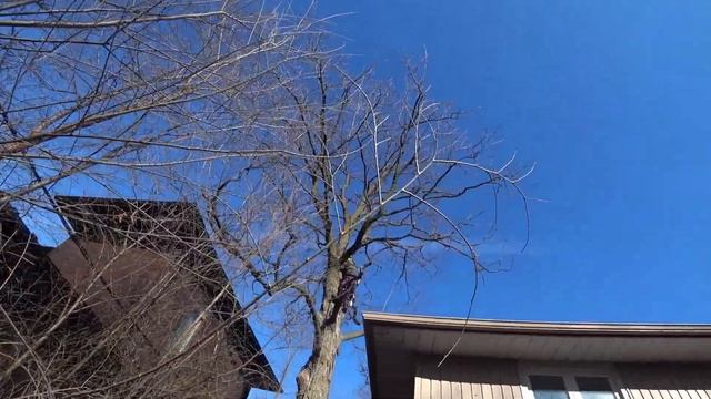 Dangerous tree cutting broken down #STIHL #chobakamcdj #treeremoval смотреть онлайн