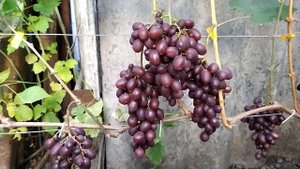 Виноградное Ассорти!!! часть 1