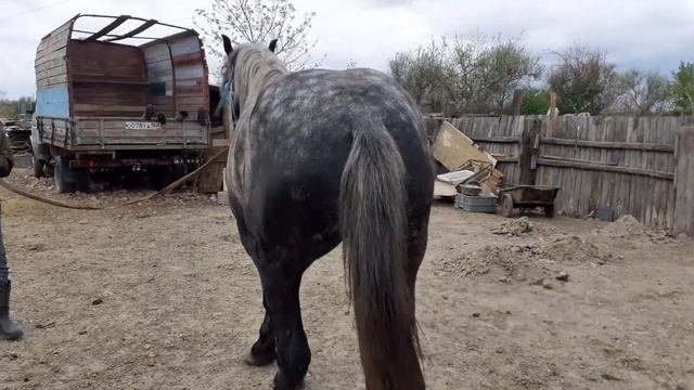 продаются лошади тяжеловозные породы