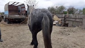 продаются лошади тяжеловозные породы