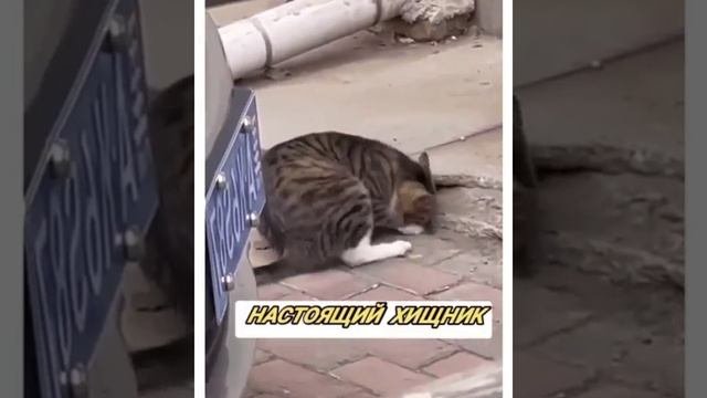 Настоящий хищник
