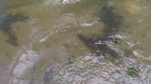 KEIRYU. Ловля хариуса на нимфу в глубине потока. Удочка в дугу!