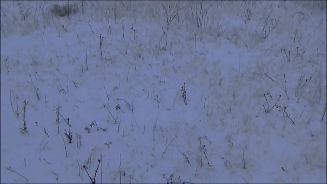 Охота на зайца. Выпуск № 18 18+ смотреть онлайн