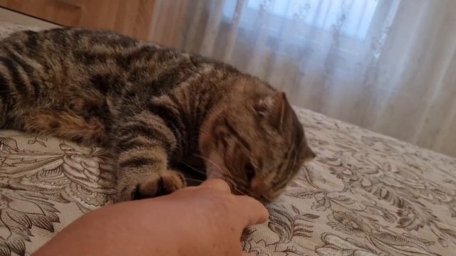 Уехали домой//Анюта плетёт косички//Ричок отдыхает// смотреть онлайн