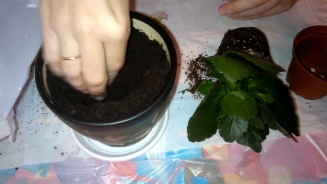 Пересадка каланхоэ мини