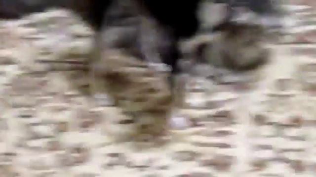 Прикол собака носилует кошку прикол 2015 смотреть онлайн