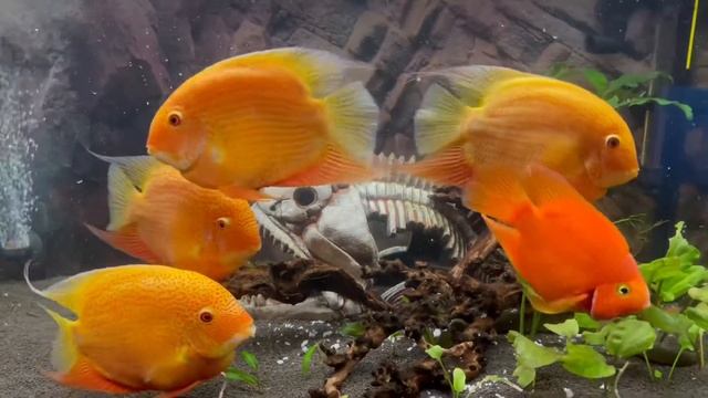 Аквариум?с северумами, трехгибридным попугаем, полиптерусом дельгези и каламоихтами смотреть онлайн