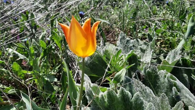 Крым,Опукский заповедник. смотреть онлайн