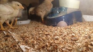 Цыплята с инкубатора чем кормить