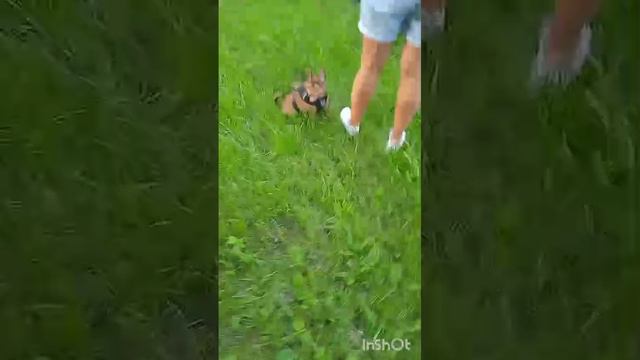 Самая мощная собака в мире