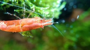 Креветки Вишни в аквариуме (мама и детки)