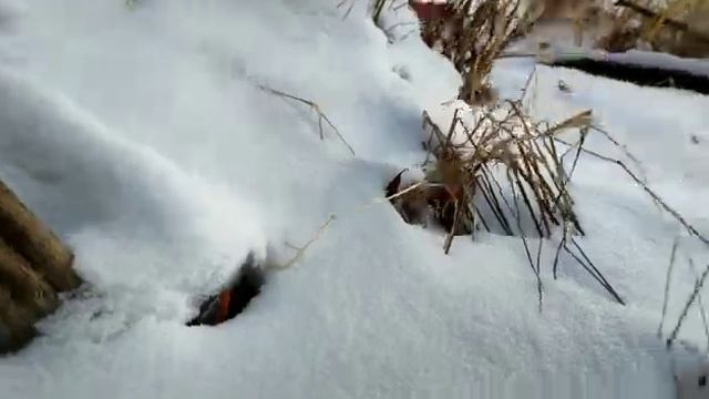 скоро и у нас будет такая зимняя красота Привет из Забайкалья 21 11 21 смотреть онлайн