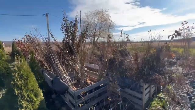 Как мы отправляем саженцы Почтой и ТК по России \ растения почтой \доставка саженцев \ смотреть онлайн