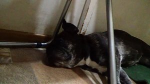 Варим повидло из боярышника (часть 3 увариваем протёртую массу)