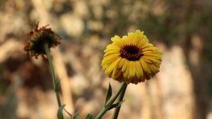 Календула: лечебные свойства, применение.