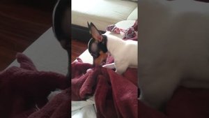 Американский той Фокстерьер! ? Игрушка с детства!