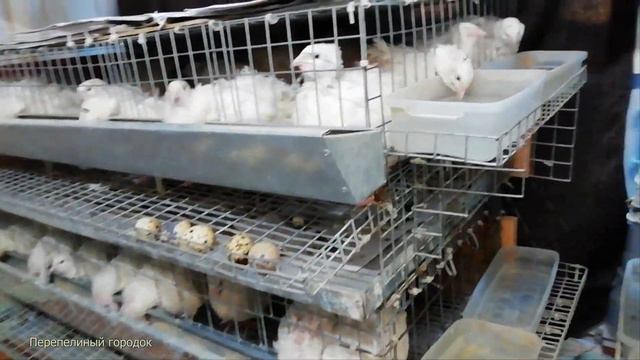 Подмосковный белый гигант и Танюшкин бройлерный фараон в возрасте 14 дней Перепелиный городок смотреть онлайн