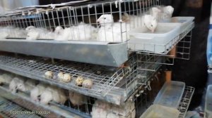 Подмосковный белый гигант и Танюшкин бройлерный фараон в возрасте 14 дней Перепелиный городок