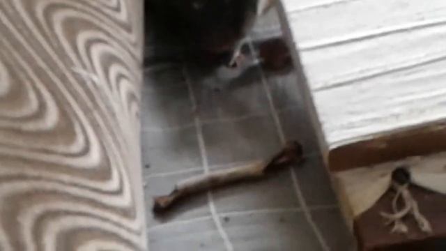 Домашним крысам нужно давать куриные косточки смотреть онлайн