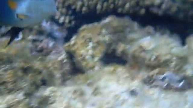 РЫБА ХИРУРГ АТАКУЕТ НАПАДАЕТ смотреть онлайн