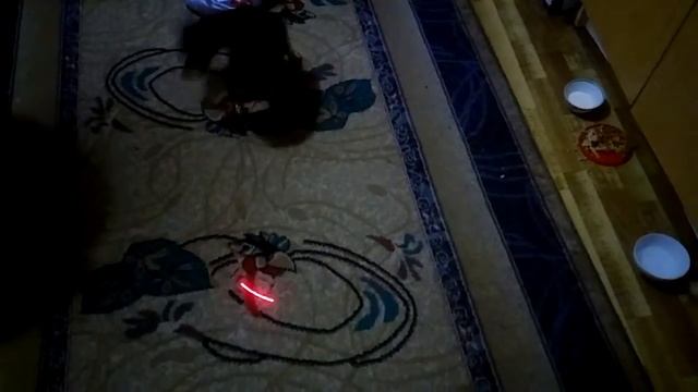 Развлечение для собак без хвоста смотреть онлайн