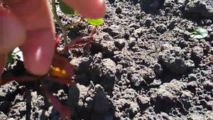 Как получить базальные побеги у роз.