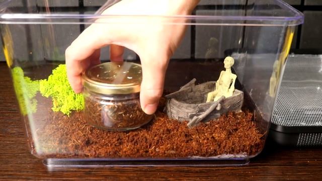 ЗАВЁЛ ДОМА ОПАСНУЮ СКОЛОПЕНДРУ - ЗНАКОМСТВО С ТАРАКАНОМ смотреть онлайн