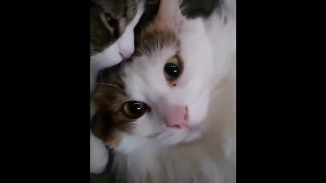 Лучшие смешные и Милые видео с Кошками.mp4
