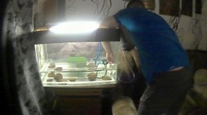 Как сделать донный фильтр для аквариума