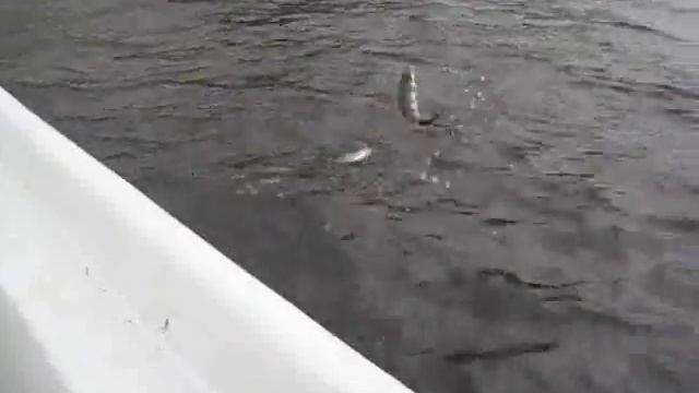 Рыбалка в Карелии. 2013 Лонгасы Вываживание глубинных щук на Онежском озере #Karelia смотреть онлайн